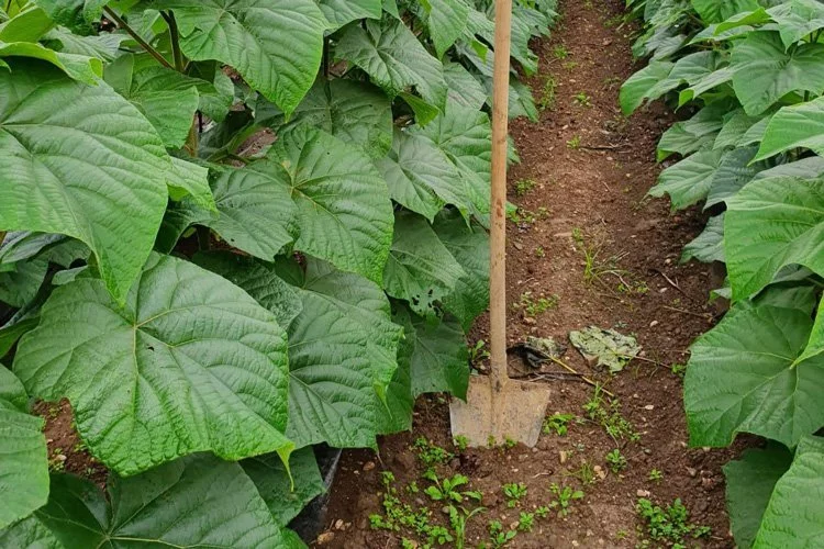 piantagione di paulownia per la produzione delle anime in legno