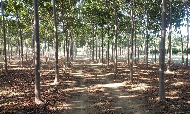 coltivazione di paulownia in Friuli Venezia Giulia, alberi